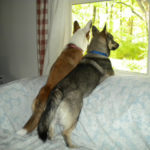 Puxy, Maddy, Loki and Olive of Indiana