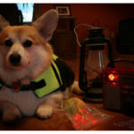 Hurricane Irene:  No match for Bob the Corgi!