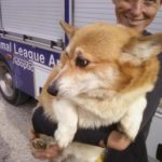 Coming tomorrow:  Iowa rescue spotlight!