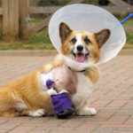 Bionic Corgi Cam:  Jolly!