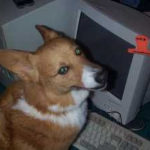 The Daily Corgi gets a shout-out from Schroeder!