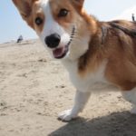 Help keep Wally walking:  Good News UPDATE!