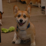 UPDATE:  Adoptable Yoda of Tennessee still looking for a home …
