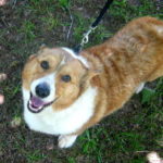 Yogi Boo of South Carolina:  Short, red, handsome and available!