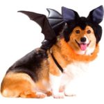 Bat Corgi!