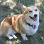 Your thoughts and prayers for Baxter, please …