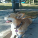 Dog Wash / Play Date Benefit for Baxter!