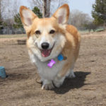 Baxter Update:  $3,025 raised and counting …