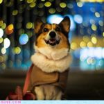 Pochiko :: Big City, Bright Lights!