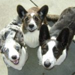 Cardi Cam:  Crystal, Cooper & Frodo in The Bark!