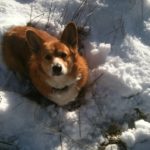 Missing Corgi: Toby of Wylie, Texas