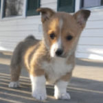 Winnie of Massachusetts