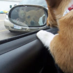 The Quotable Corgi!