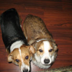 Dog on Deck Cam:  Bachci and Frapaccino!