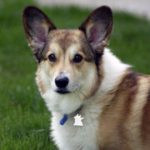 Help Bosco rock the vote … BOSCO WINS!!!