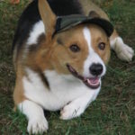 Future Dog of the Day:  Bubba!