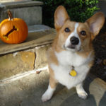 Corgis n’ Pumpkins Saturday!