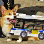 Corgi Bus for the Win!