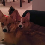 Cuddle Cam:  Dexter and Violet!