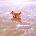 Beach Cam:  Ernie!