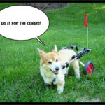 Help me spread the Corgi Love :: UPDATE, goal met!!