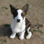 LuLu of Pennsylvania