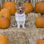 Got pumpkin pics?