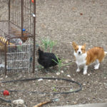Dog on Deck Cam:  Pocket!