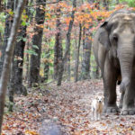 The elephant and the dog.