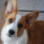 Puppy Cam:  Tater!