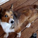 Wednesday Adoptables:  Trea!