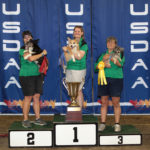 Performance Speed Jumping:  Corgis for the WIN!!