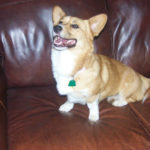 Helping Paws Opportunity:  Zoie’s fund makes GOAL!!!