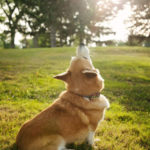 Sweet Baxter’s soul has flown …
