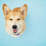 GOAL!  Baxter’s Helping Paws Fund Reaches $8,000