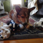 Benny Corgipants and the spoils of victory!