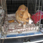 Rescue Spotlight:  Cady of Kansas