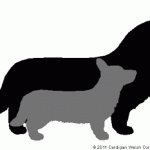 New Organization:  The Cardigan Welsh Corgi Health Foundation!
