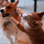 The Daily Corgi grows by 10,000+ !