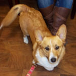 UPDATE:  Zoie’s visit to the eye clinic … success!