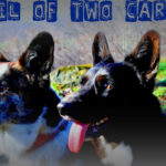 Extra! Extra!  A Tail of Two Cardis