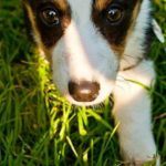 Cooper, over the rainbow …