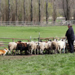 Q & A:  Kathleen Kane — Herding 101