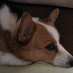 Roxie of Washington