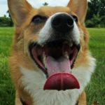 You’re All Kinds of Wooftastic!