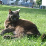 Mad About The (Kitten) Girl!