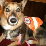 Brandelyn’s Family Needs a Helping Paw!