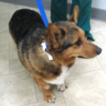 Wednesday Adoptable:  Cary Grant