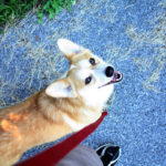 Gus of Pennsylvania
