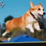 Shelby of Arizona